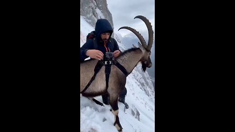 Love All Life Always #423 - Incredible Video POV - Wild Mountain Goats With Cameras Literally Flying