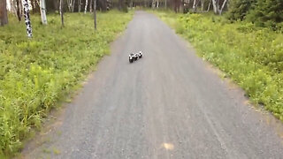 Cyclist Meets Family Of Skunks