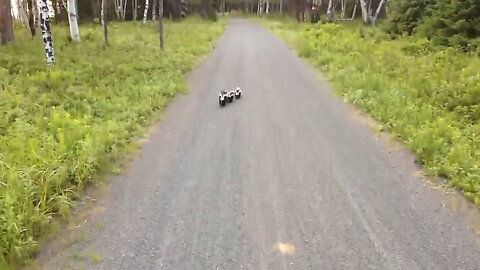 Cyclist Meets Family Of Skunks