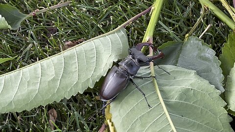 Bug