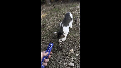 아깽이 밥주기 #고양이 #cat