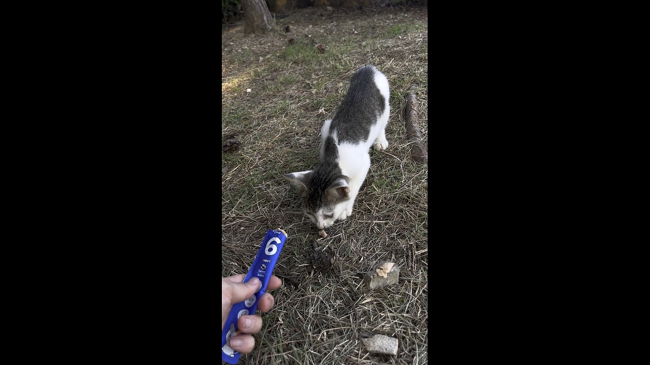 아깽이 밥주기 #고양이 #cat