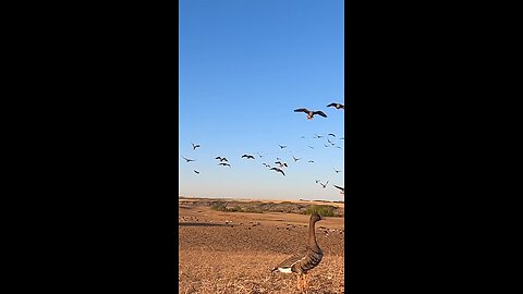 Spec Goose Hunt WOW 🦆