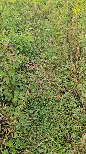 Grasshoppers Jumping