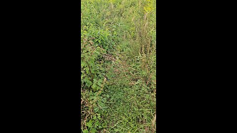 Grasshoppers Jumping