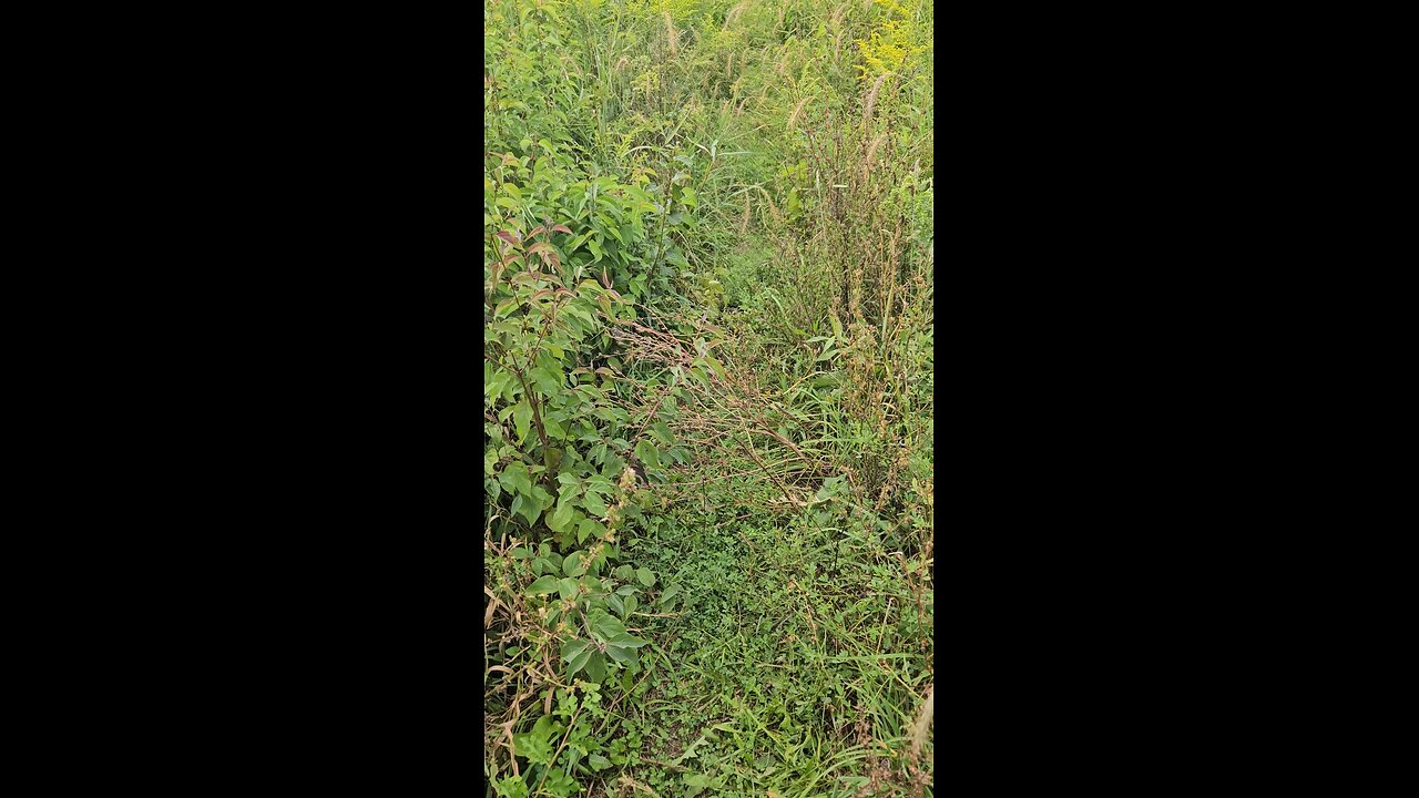 Grasshoppers Jumping