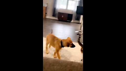 Funny Pet 🐕 Fail Moments 😂 | E7DIGITAL TV