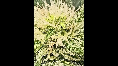 Wedding cheesecake week 13 day 1
