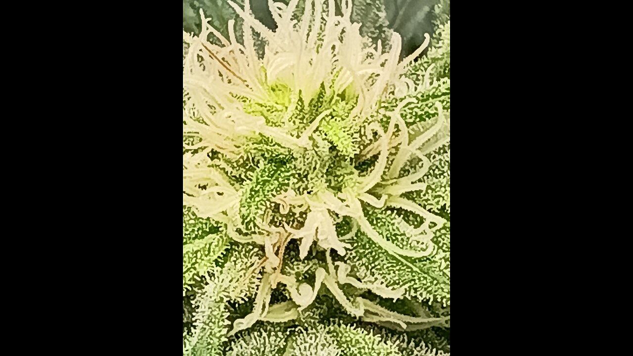 Wedding cheesecake week 13 day 1