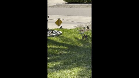 Baby Burrowing Owls Day 14! | 4K