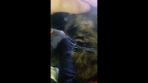 Miss Meemurs Just Turned 10 Years Old and She's a Cute Lkttle Tortoise Shell Kitty Cat LOVE Animals