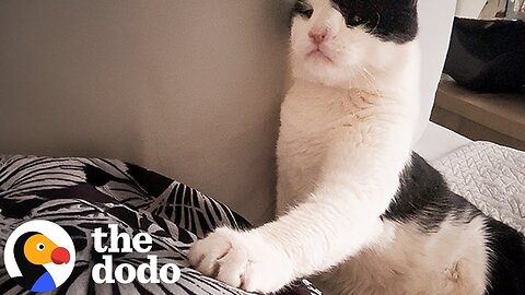 Cat With Extra Large Heart Gets Healed With Love | The Dodo