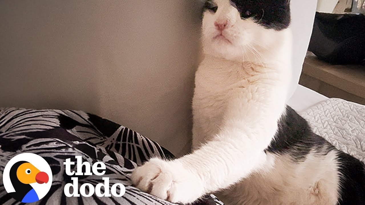 Cat With Extra Large Heart Gets Healed With Love | The Dodo