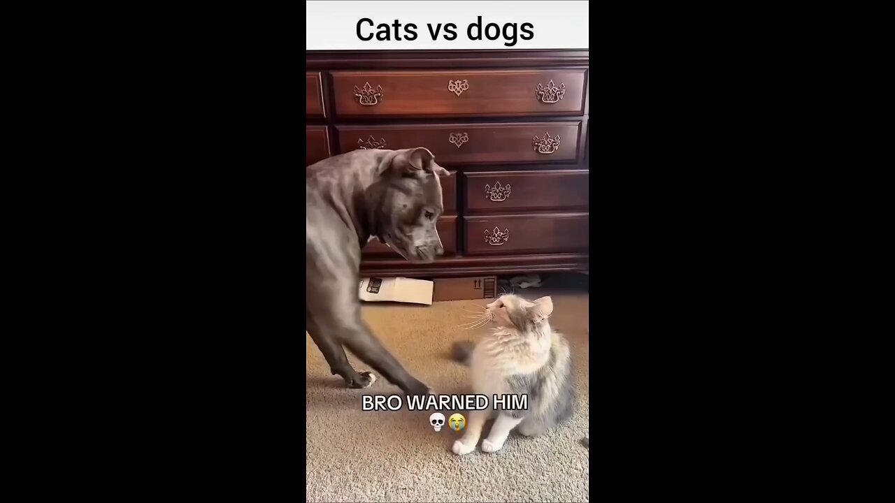 dog afraid of cat