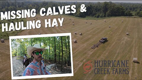 Missing calves and hauling hay