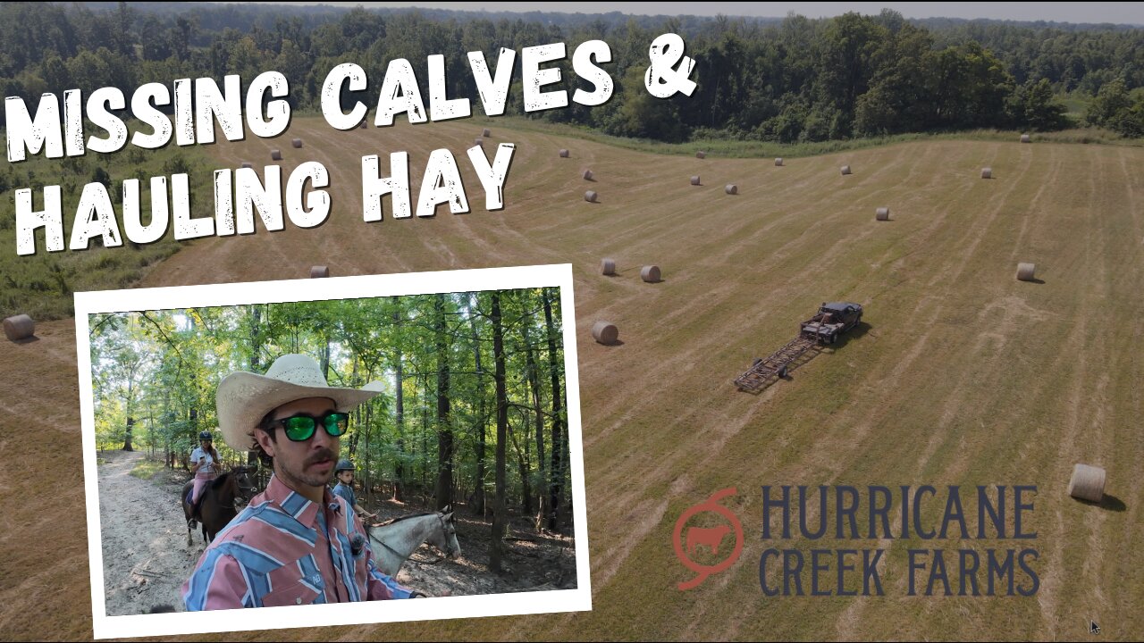 Missing calves and hauling hay