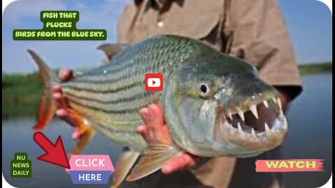 FISH PLUCKING BIRDS FROM THE BLUE SKY Nu News Daily