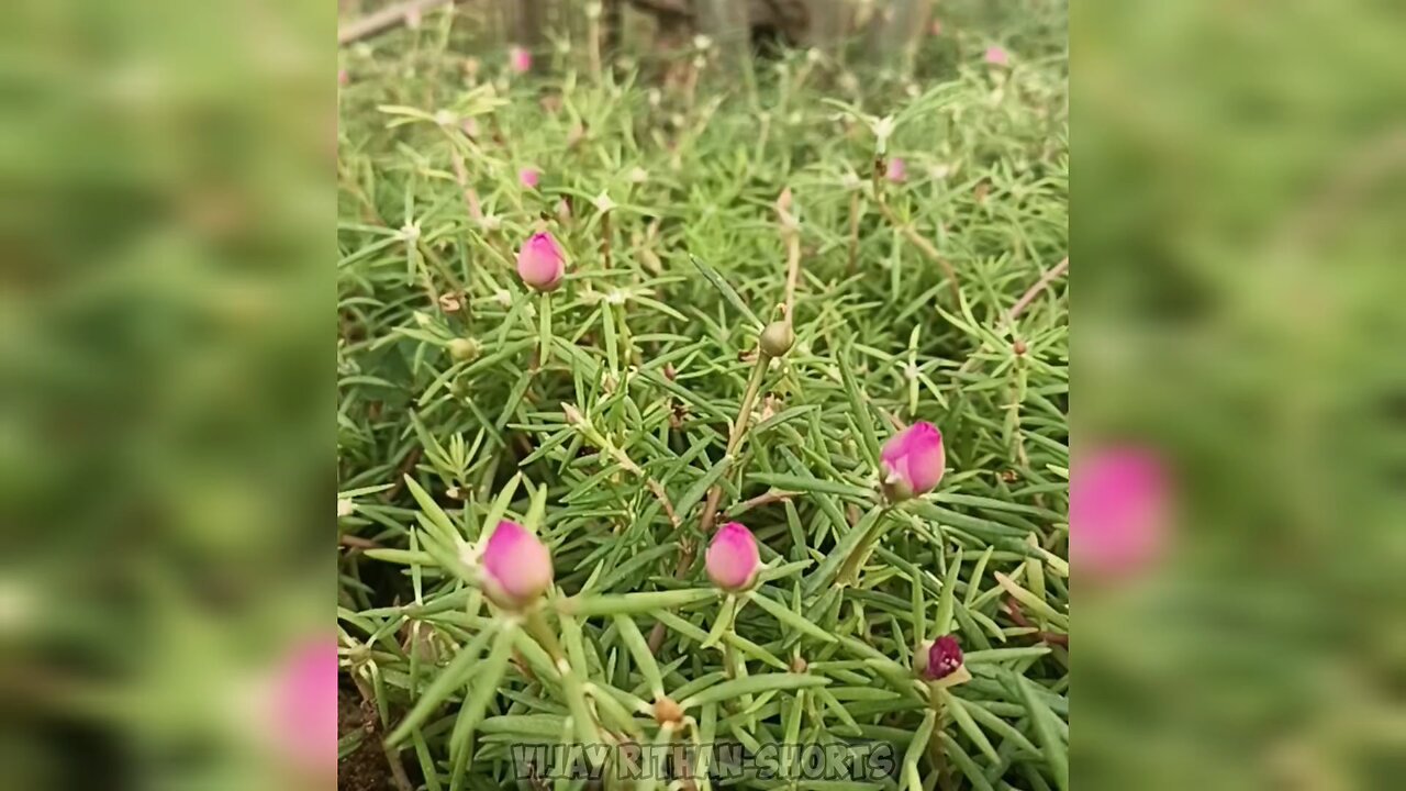 Timelapse