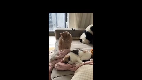 Kitty singing lullaby 🤣