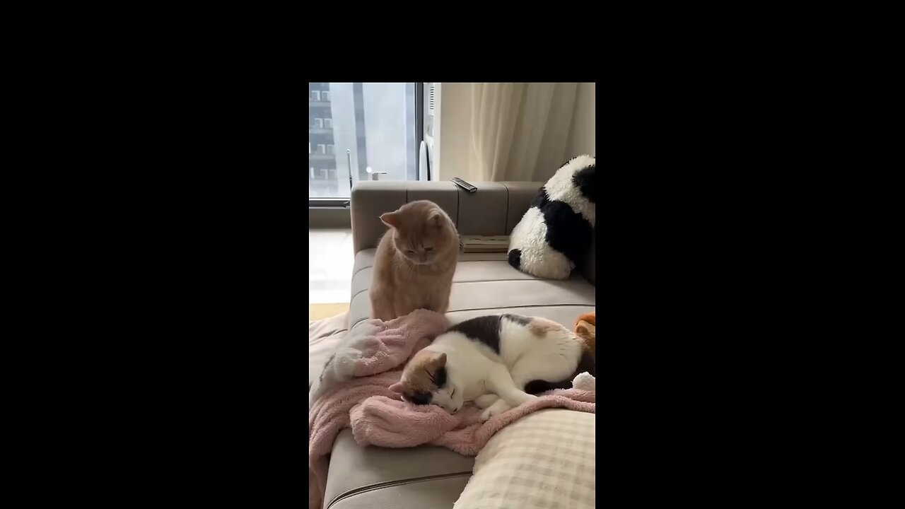 Kitty singing lullaby 🤣