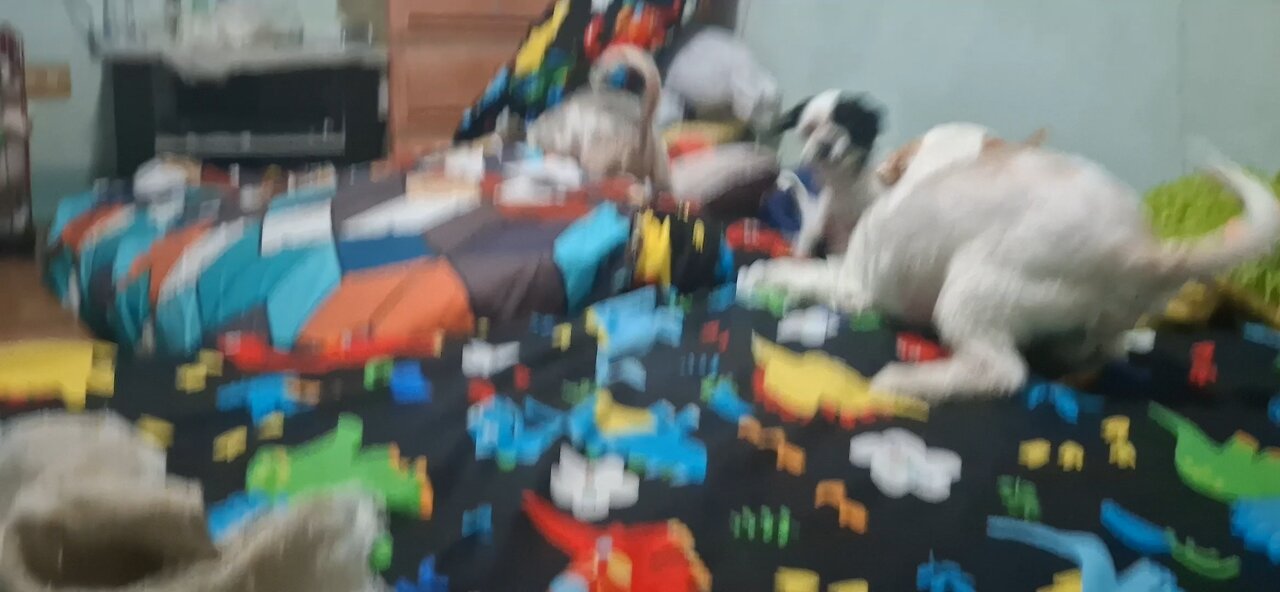 dog s lol