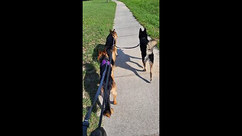 Packs on the move.