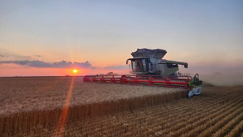 Wheat Harvest of 2025