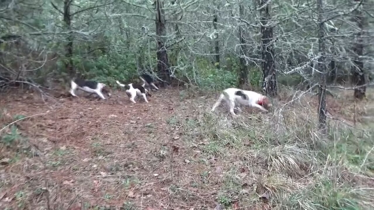 2022 Running Cottontail Rabbit w/Beagles in Oregon @ 1500 ft #funnyvideos #cutecats #top5 #shorts