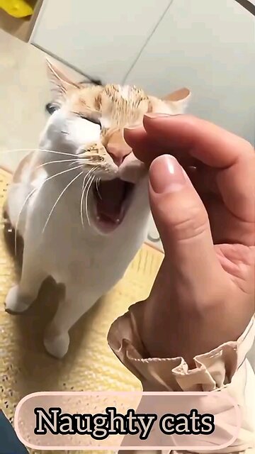 cat funny moment and funny video