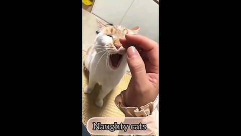 cat funny moment and funny video