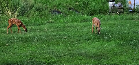 Fawns at play
