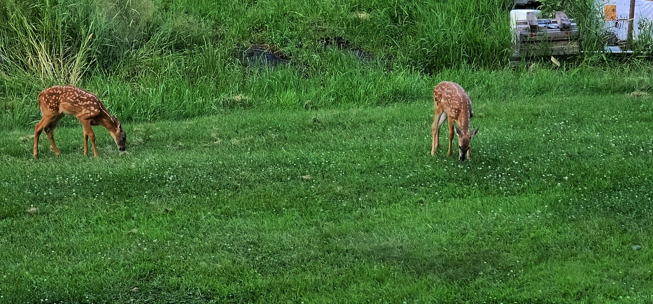 Fawns at play