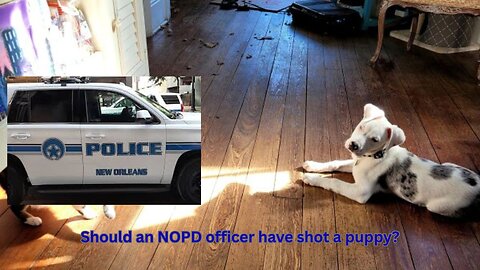 An NOPD officer shot a puppy and is now being sued by the family