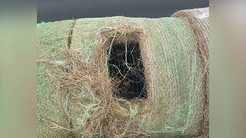 Busted: 12 migrants in hay bales | Reporter Replay