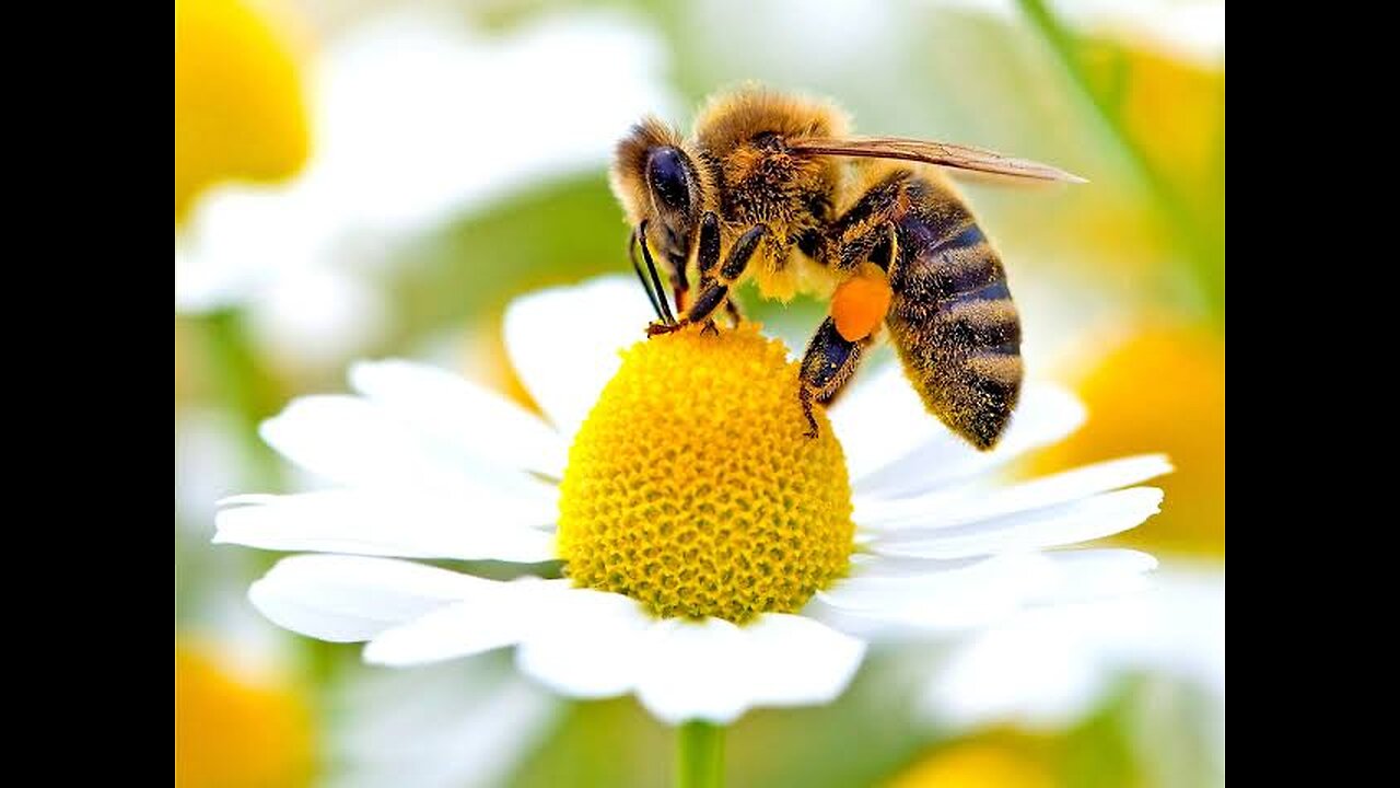 INSECTS