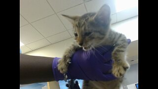 Has Alley Cat been abducted?