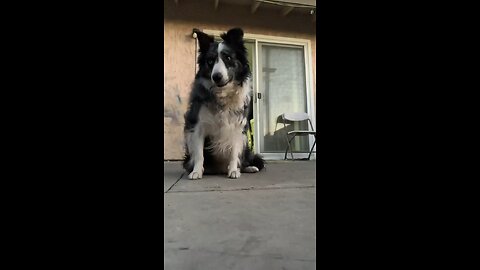 my friend border Collie
