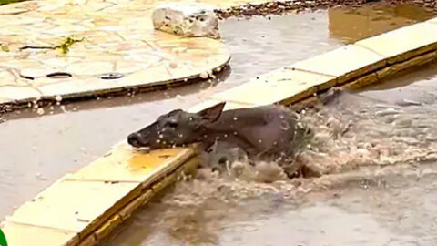 Heroic stranger s save panicked deer from pool