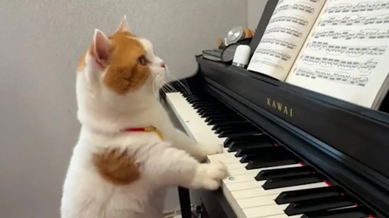 When You Own a CAT with a Brain so Far Beyond us! 😲