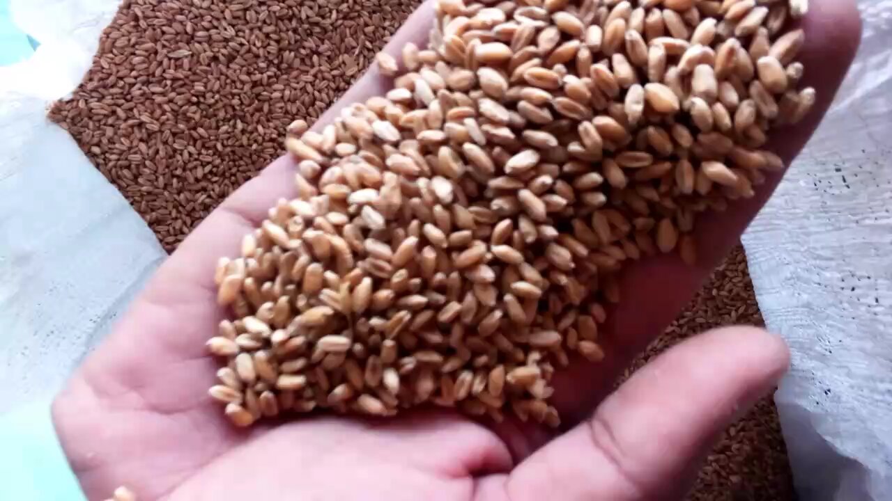 new 2025 wheat 🌾