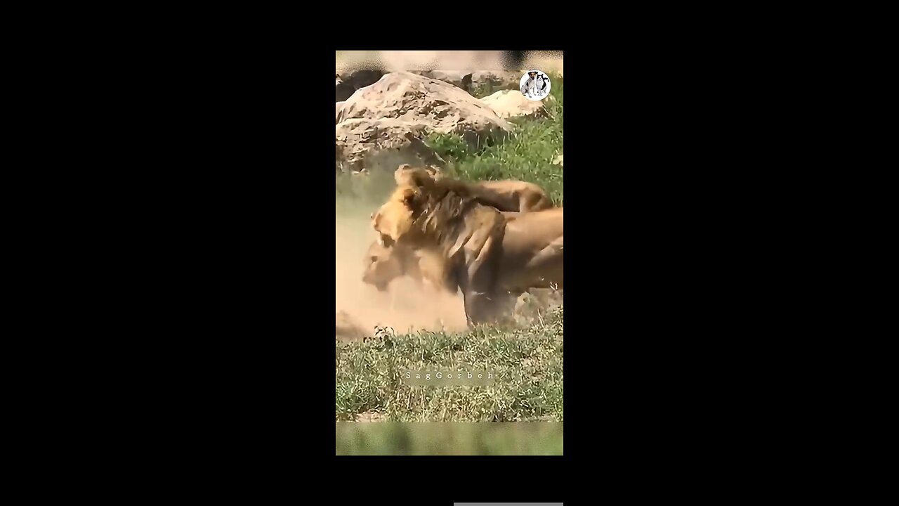Female lions