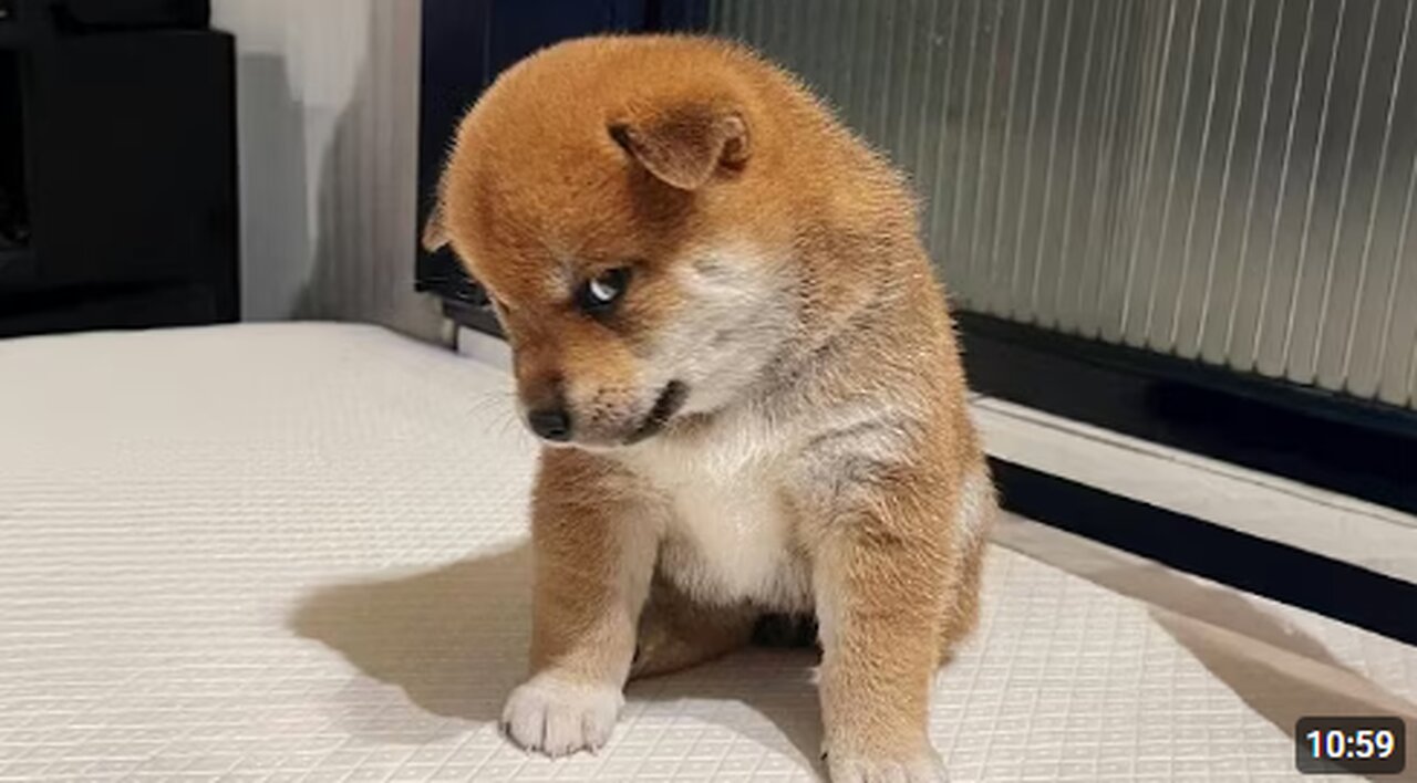 FUNNY PUPPIES 2025 that will make you LAUGH OUT LOUD🤣