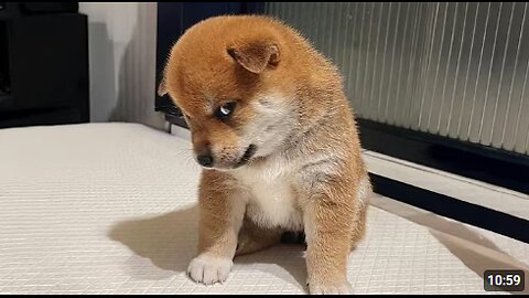 FUNNY PUPPIES 2025 that will make you LAUGH OUT LOUD🤣