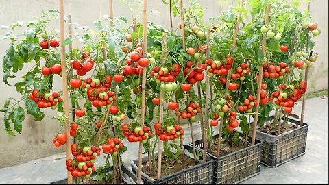 No need for a garden, Growing Tomatoes in this way for high yields