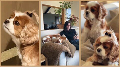 Courteney Cox EXPOSES Shocking Puppy Betrayal – Trust Gone?!