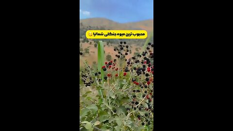amazing fruit
