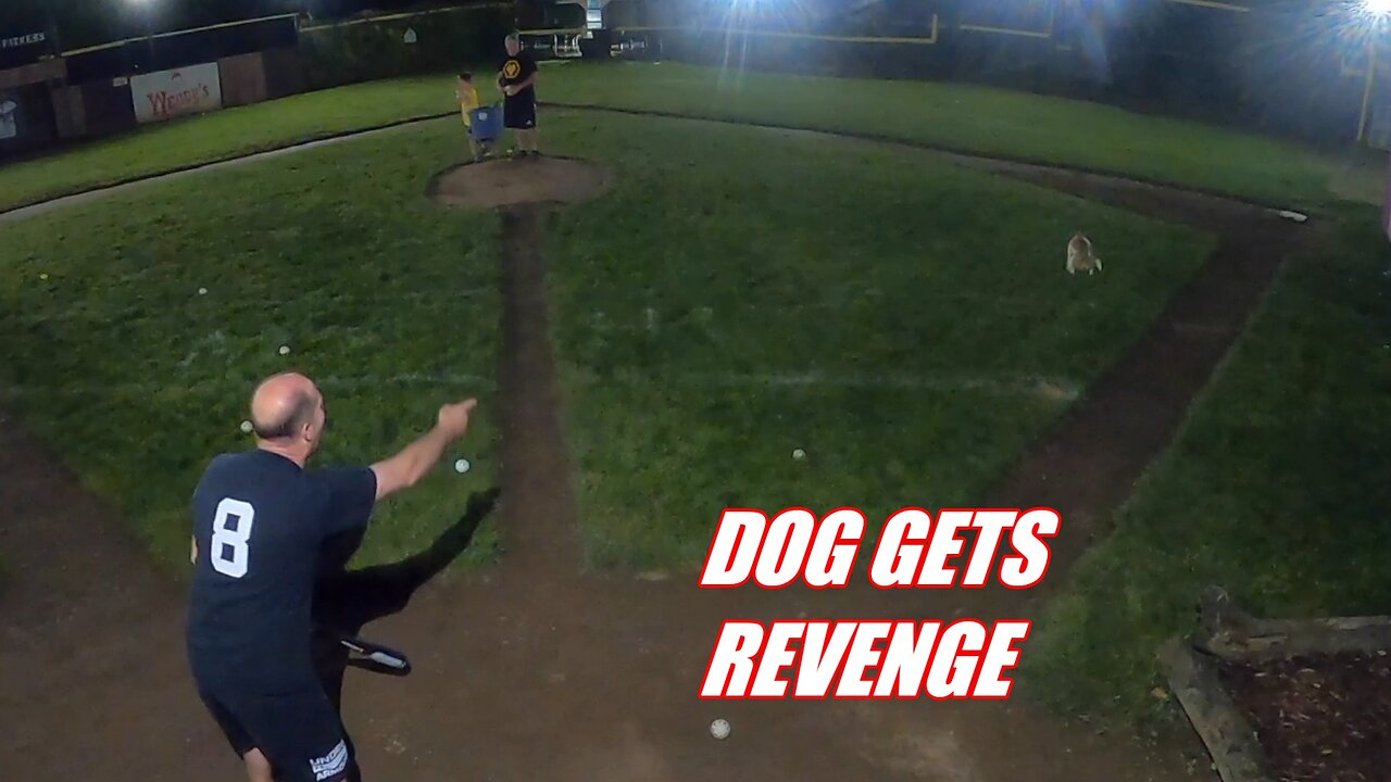 Dog Gets Hit....Then Takes A 💩