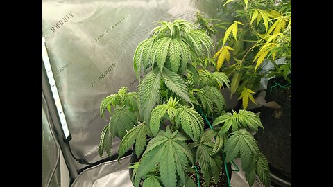 Fruity pebbles week 6 day 4