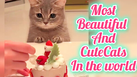 Cute Cats Best video collection😺😍🔥