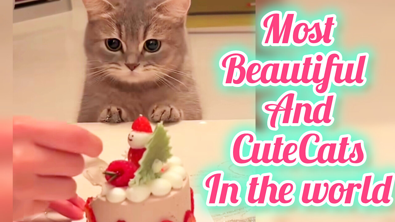 Cute Cats Best video collection😺😍🔥